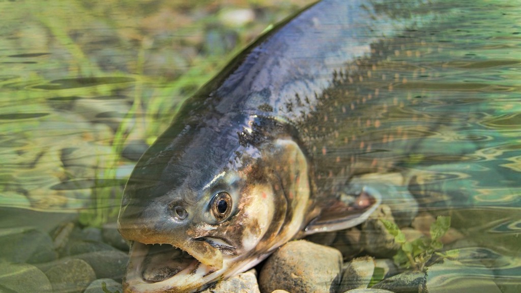 La rivière Wilson est-elle fermée à la pêche au saumon